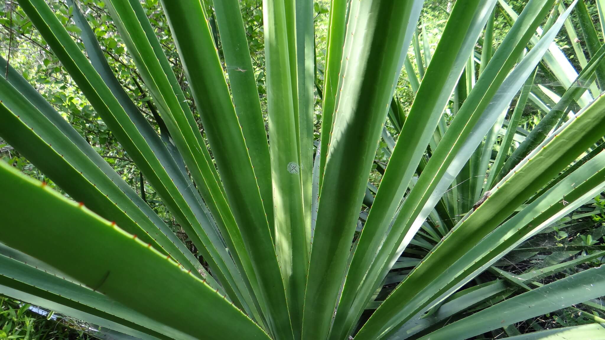 Agave vivipara